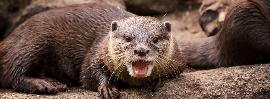 Extraordinary Circumstances: Bizzare Reasons for Flight Delays, and What  You Can Do About Them