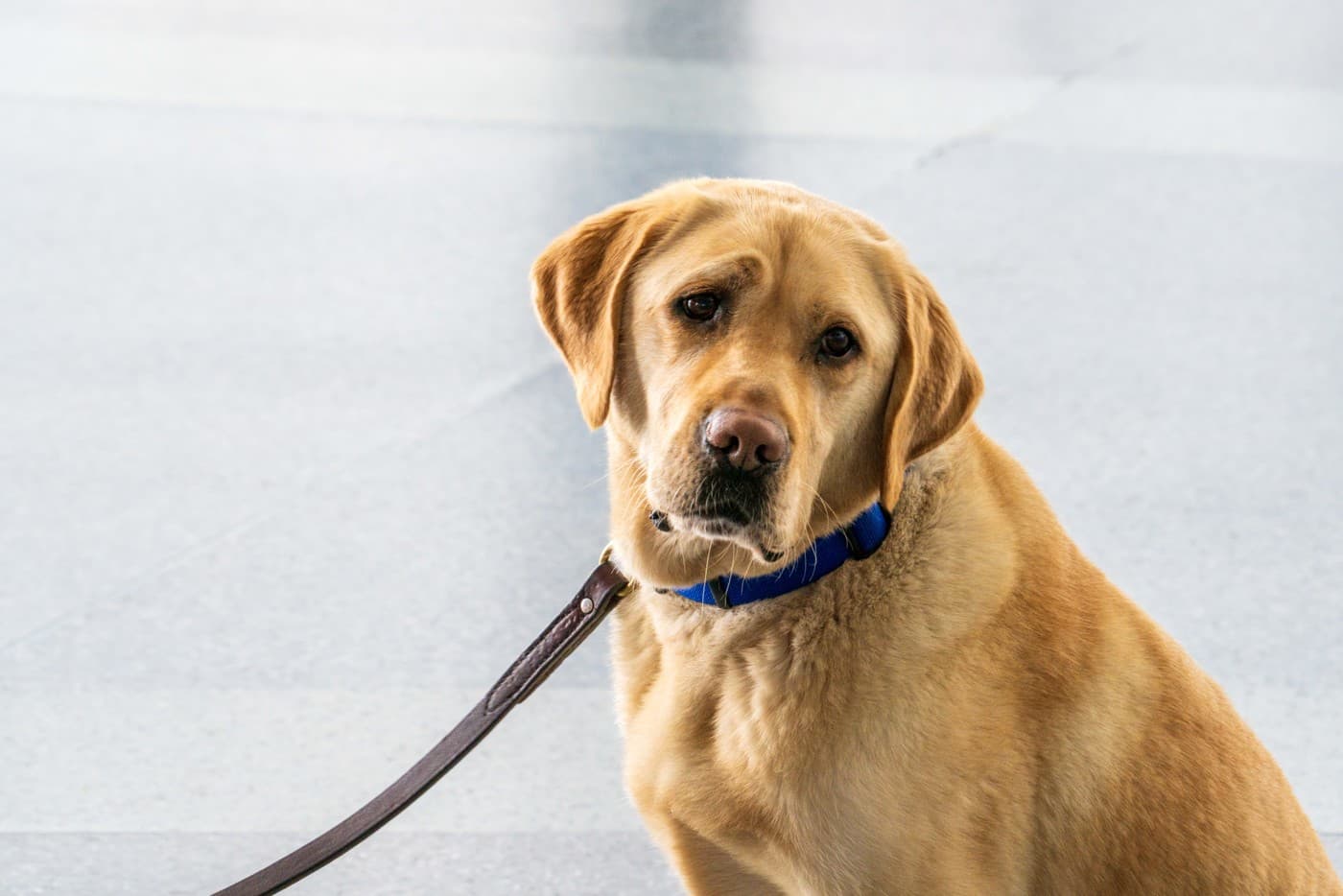Flying with pets: which airlines allow pets in the cabin in 2026